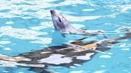 Опубликовано трогательное видео рождения дельфиненка в одесском дельфинарии