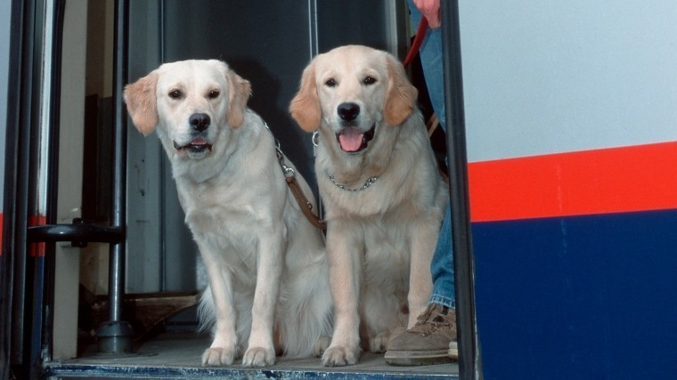 Домашние животные смогут путешествовать поездом без хозяев