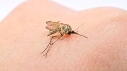 В Ростове-на-Дону девушку изуродовал укус комара
