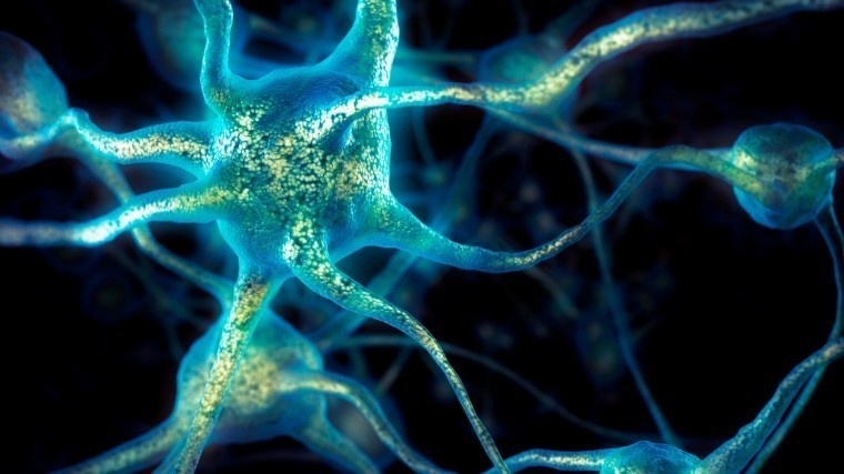 Американские нейробиологи впервые смогли перепрограммировать мозг