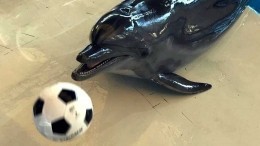 Дельфин-оракул Ванда предсказала исход матча Россия — Испания