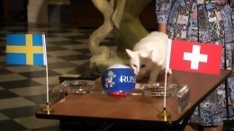 Эрмитажный кот-предсказатель определил победителя матча Швеция — Швейцария