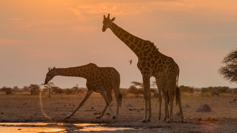 Американская живодерка застрелила редкого жирафа и выложила фото с ним в соцсети