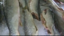 В Калининграде открыли экспериментальный магазин с «дешевой» рыбой