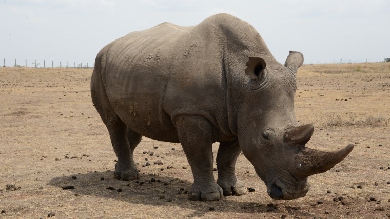 Биологи нашли способ «воскресить» белого носорога с помощью ЭКО