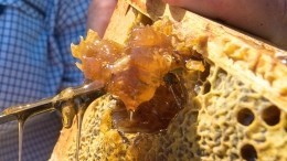 Уникальный крымский мед — секреты производства