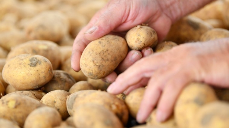 Россельхознадзор разрешил россиянам сажать картошку для личных нужд