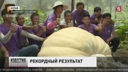 Китайский фермер вырастил невероятно большую тыкву — опубликовано видео