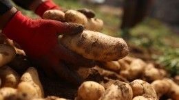 Сажать картошку или нет? Зачем журналисты напугали дачников