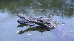 Видео: американская семья застряла на аттракционе над прудом с крокодилами