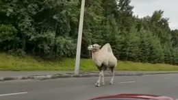 Свободолюбивый верблюд сбежал из московского автосервиса и разгуливает по трассе