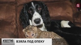 Во Владивостоке маленького леопарда отдали на воспитание спаниелю