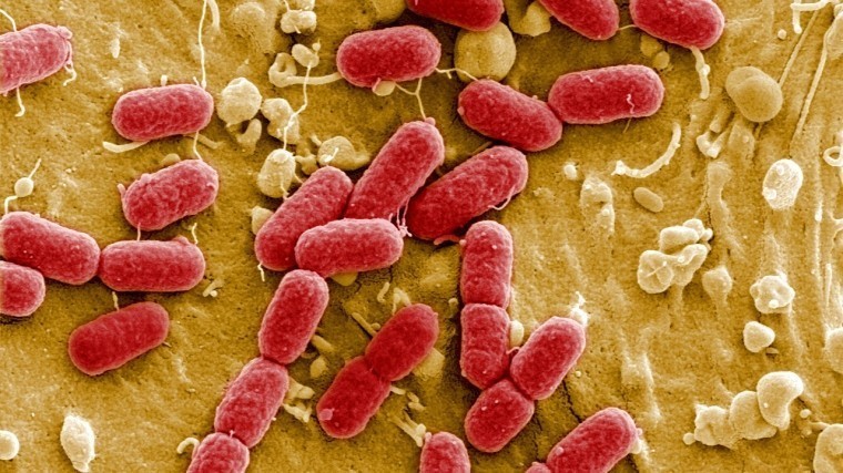 Ученые открыли супербактерию, вызывающую бесплодие