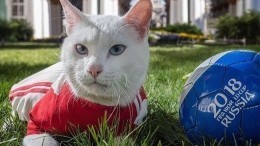 Петербургский кот-предсказатель Ахилл определил победителя в матче за третье место