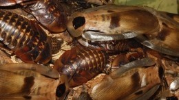 Шелкопряд, тараканы и саранча: российские города захватывают насекомые