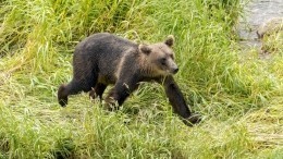 Бурого медведя и кабаргу могут признать «стратегически важным ресурсом»