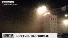 Жителей белорусского Витебска атакуют полчища мотыльков