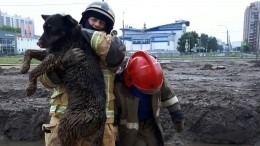 Неблагодарный пес искусал пожарных, спасших его из грязевой ловушки