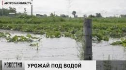 В Приамурье паводок уничтожил урожай местных жителей