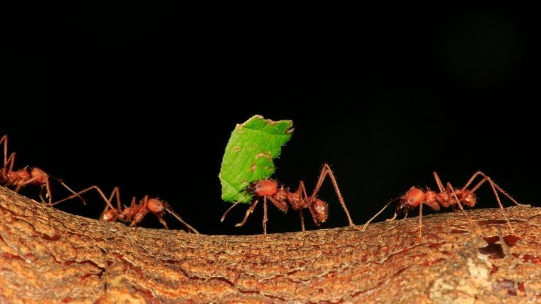 Ученые выяснили, что делит муравьев на «рабов» и «королев»