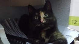 В Ростове из супермаркета неизвестные похитили кошку Лемошку