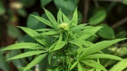 «Лигалайз, генацвале»: в Грузии отменили штраф за употребление марихуаны