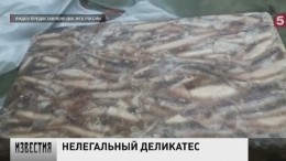 Сотрудники ФСБ успешно пресекли незаконную добычу морепродуктов