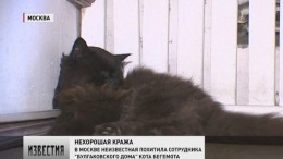 Знаменитый кот Бегемот из «Булгаковского дома» благополучно вернулся в музей