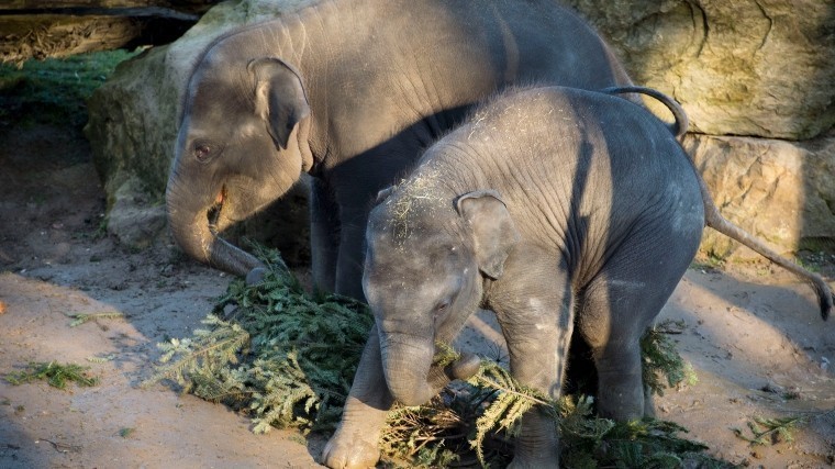 Власти Мьянмы подарили Москве трех азиатских слонят