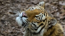 Иностранец со шкурой и костями амурских тигров задержан в Приморье