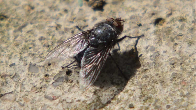 В Германии назойливая муха едва не сорвала мировой рекорд