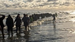 В Новой Зеландии спасают китов, застрявших на побережье — видео