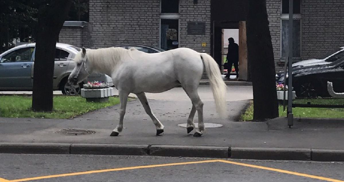 Лошадь в городе