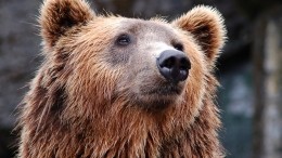 Погоня ГИБДД за медведем, чуть не задравшим мужчину, попала на видео