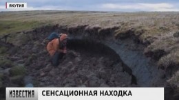 В Якутии на острове Котельный нашли уникальные останки маленького мамонта