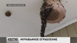 Муравьи выстроились в мост и атаковали осиное гнездо