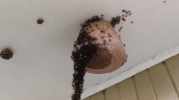 Видео: муравьи выстроились в мост и атаковали осиное гнездо