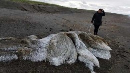 Видео: На Камчатке море выбросило зловонного «волосатого монстра»