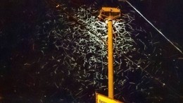 Полчища зеленых комаров держат в плену жителей Таганрога