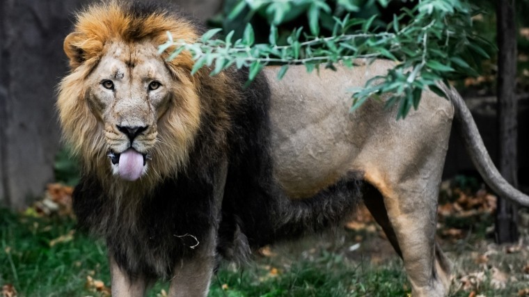 В Уфе лев неудачно «почесал спину» работнику зоопарка