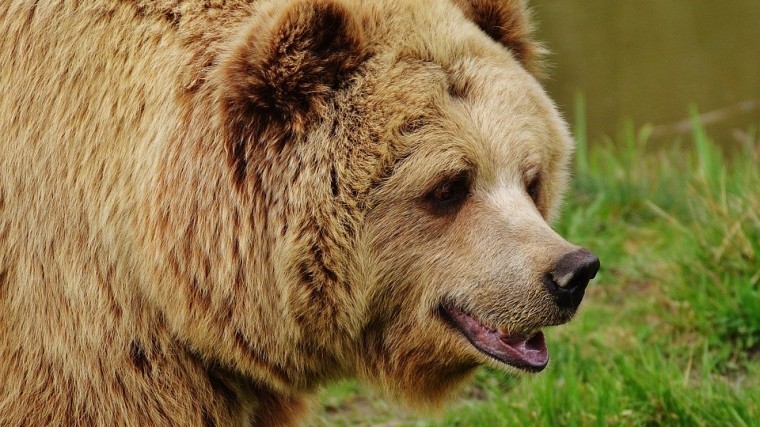 Медведь растерзал работника заповедника, когда он пришел кормить зверя
