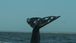 Невероятное видео: игривый кит едва не утопил лодку с туристами на Аляске