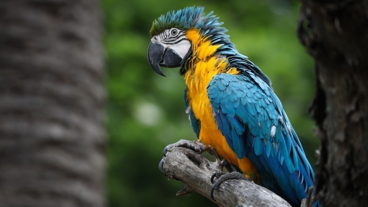 Ученые нашли у попугаев задатки предпринимателей