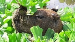 Скончался самый известный в мире капибара по кличке ДжоДжо