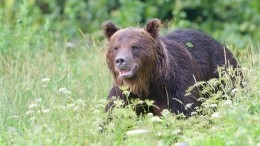 Медведя с канистрой на голове разыскивают в Якутии