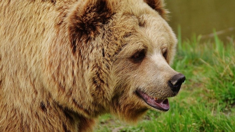 «Миссия провалена»: якутские экологи не нашли медведя с канистрой на голове