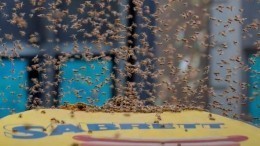 В центре Нью-Йорка пчелиный рой атаковал палатку с хот-догами