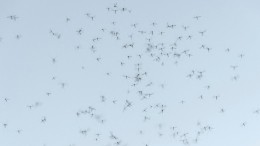 Гудящий рой: Таганрог атаковали миллионы комаров