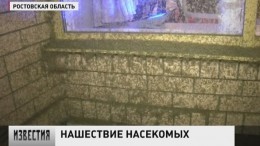 Таганрог атакуют огромные полчища назойливых комаров