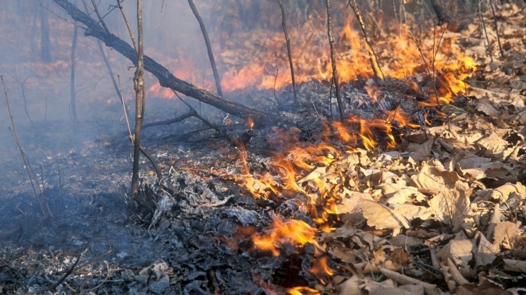 Площадь контролируемых лесных пожаров в России сократилась почти на 300 гектаров